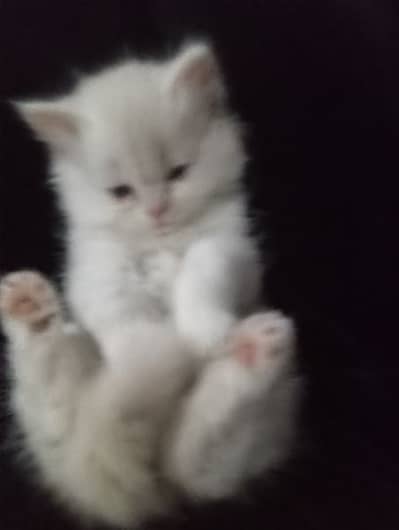 Pair of Persian cats.