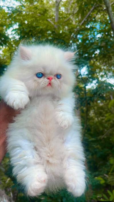 Persian good breed kittens avail. WhatsAp= 03103699468
