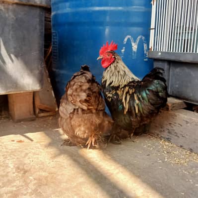 Bantam | Egg laying | Fancy Breed |