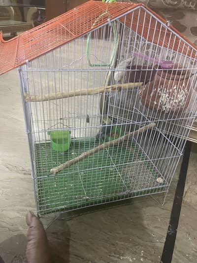 Love Birds Pair With Cage