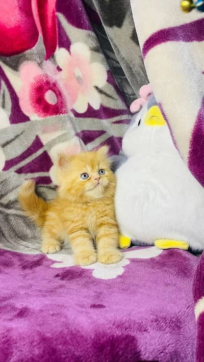 Persian good breed kittens avail. WhatsAp= 03103699468