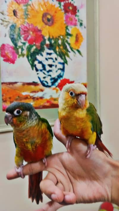 pineapple aur green cheek conure Hand Tamed