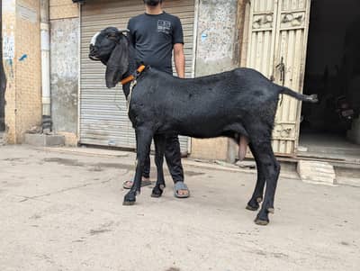 bakri