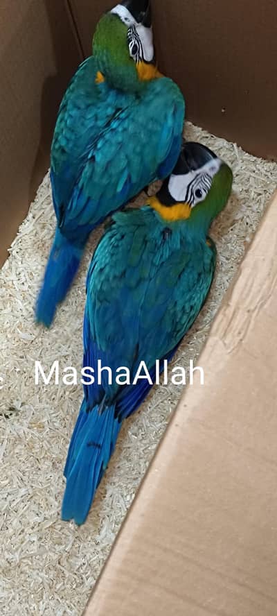 ppremiume blue Gold macaws pair, Mollucan cockatoo pair