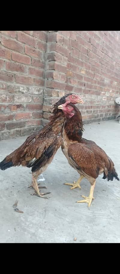 Aseel female for sale