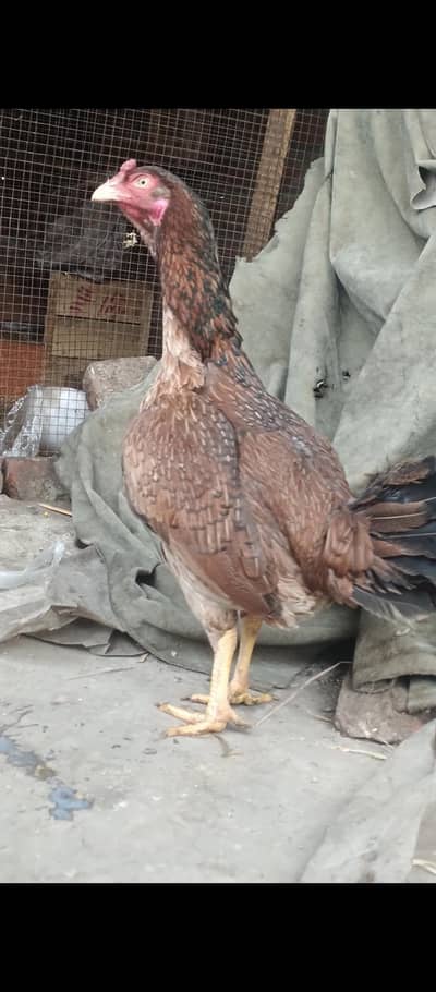 Aseel female for sale