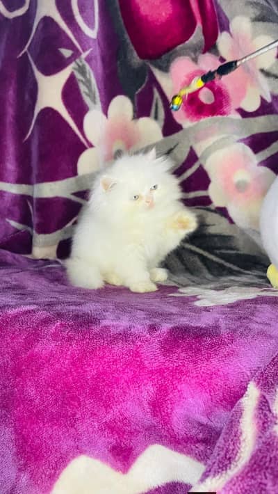Persian good breed kittens avail. WhatsAp= 03103699468