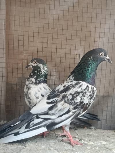 Breeder pair for sale