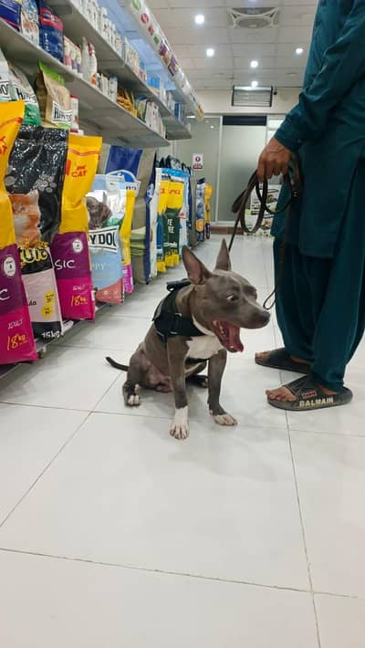 American Pitbull Male Urgent sale