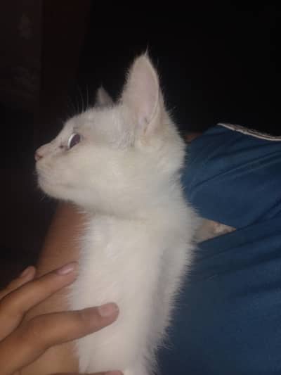 persion cat good bread