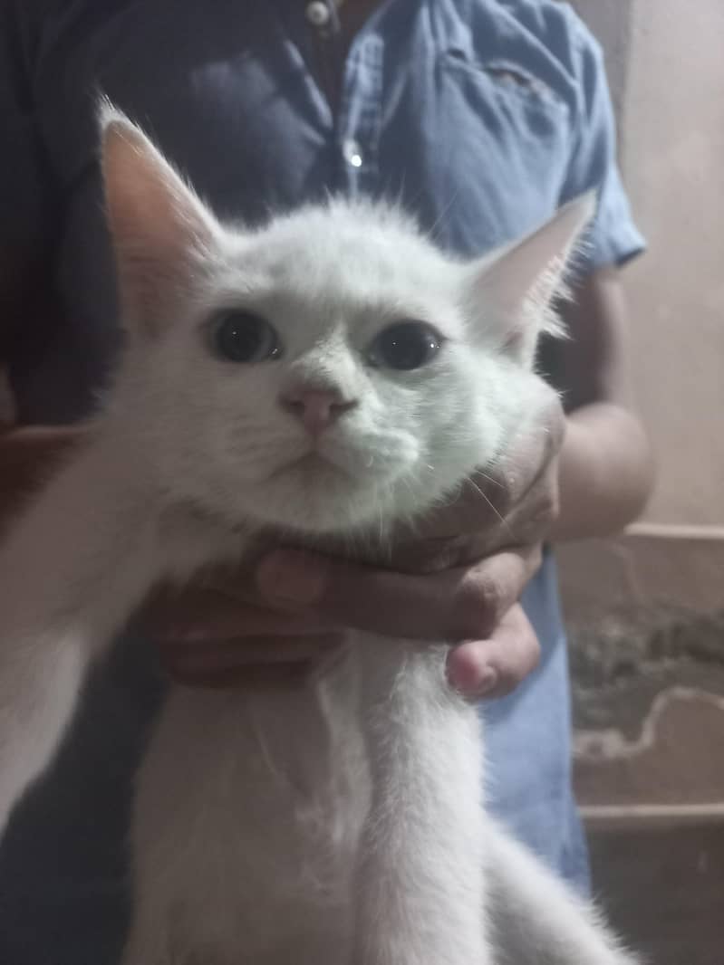 persion cat good bread 1