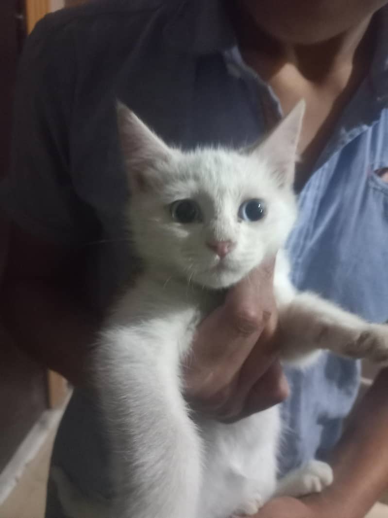 persion cat good bread 2