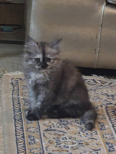 Persian kitten  for a loving family