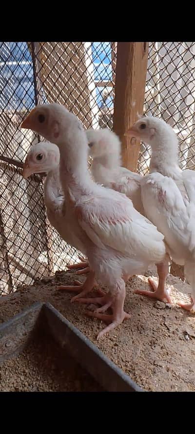 TOP HEERA ASEEL CHICKS
