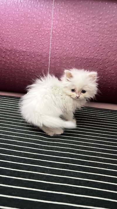 Persion triple coated cat | two colour eye