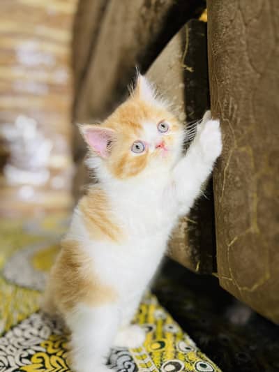 Punch Face Persian kitten