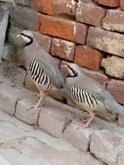 chakoor pair