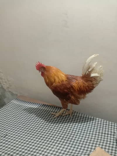 I am selling my hens