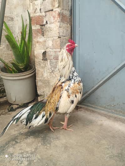 chena murga mukhi madi