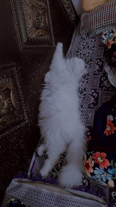 white persion female long Cort