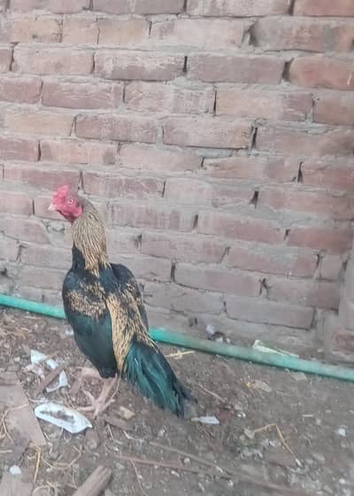 Beautiful  Aseel murga