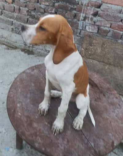 English pointer puppies for sale