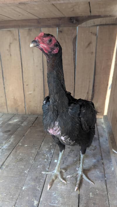 Trat+japanese madi for sale