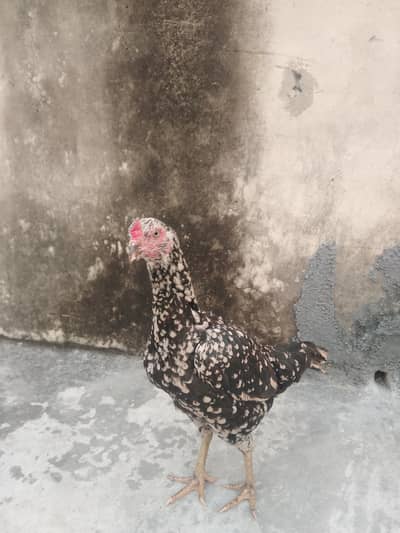 full aseel murghii  breeder