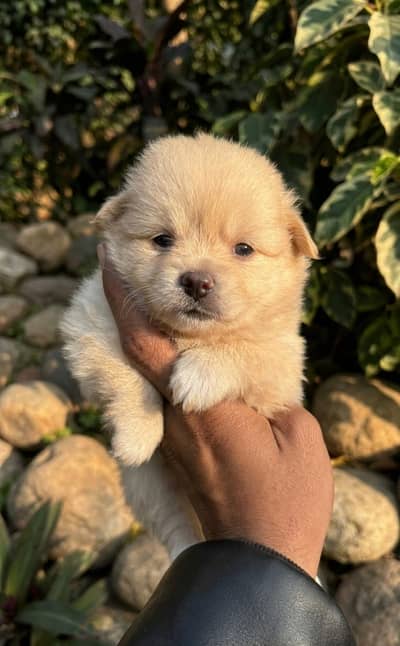 Pomeranian female pup available for sale