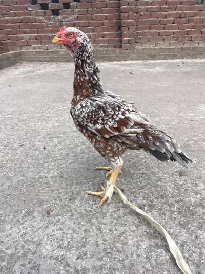 Pure Aseel Murghi For Sale & Parrots Pair For Sale