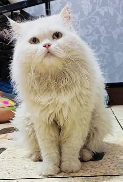 White Male Persian Triple Coated for Meating