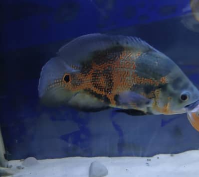 Big size oscar piece for sale