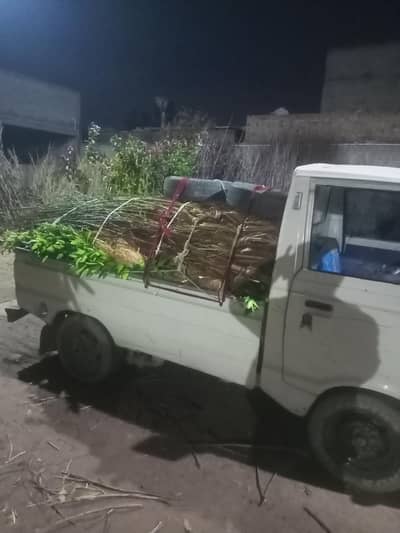 Suzuki Loading Service