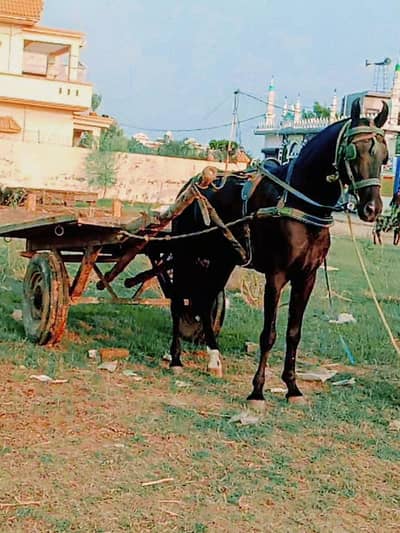 mushka gora 03064619801