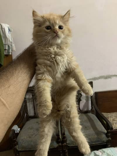 Brwon color persian cat