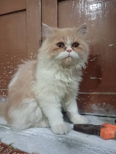 Very Friendly Female Cat, Litters Trained, Punch Face, Triple Coated