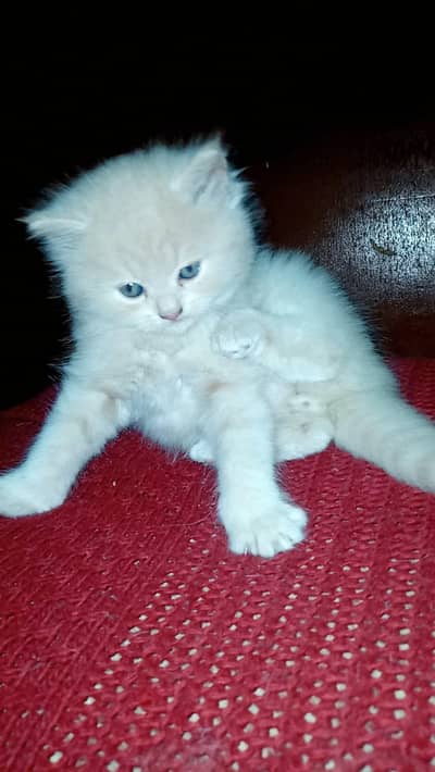 2 Persian kittens pretty blue eyes