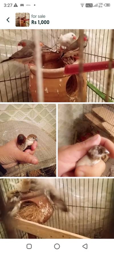 urgent for sale