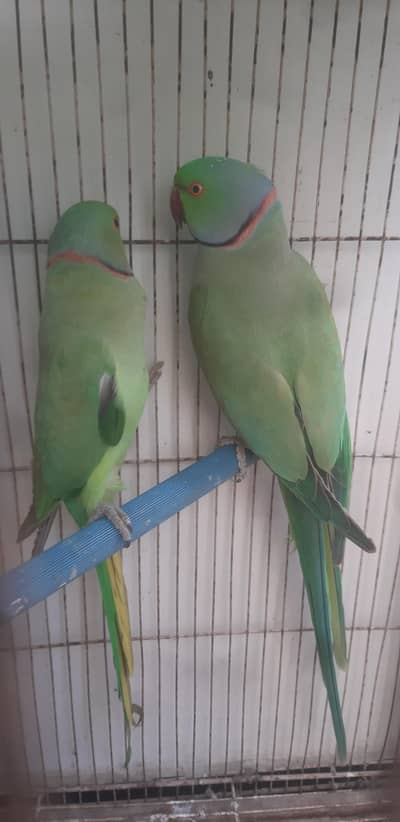 Ring neck Breeding Male or Rew male hand tame