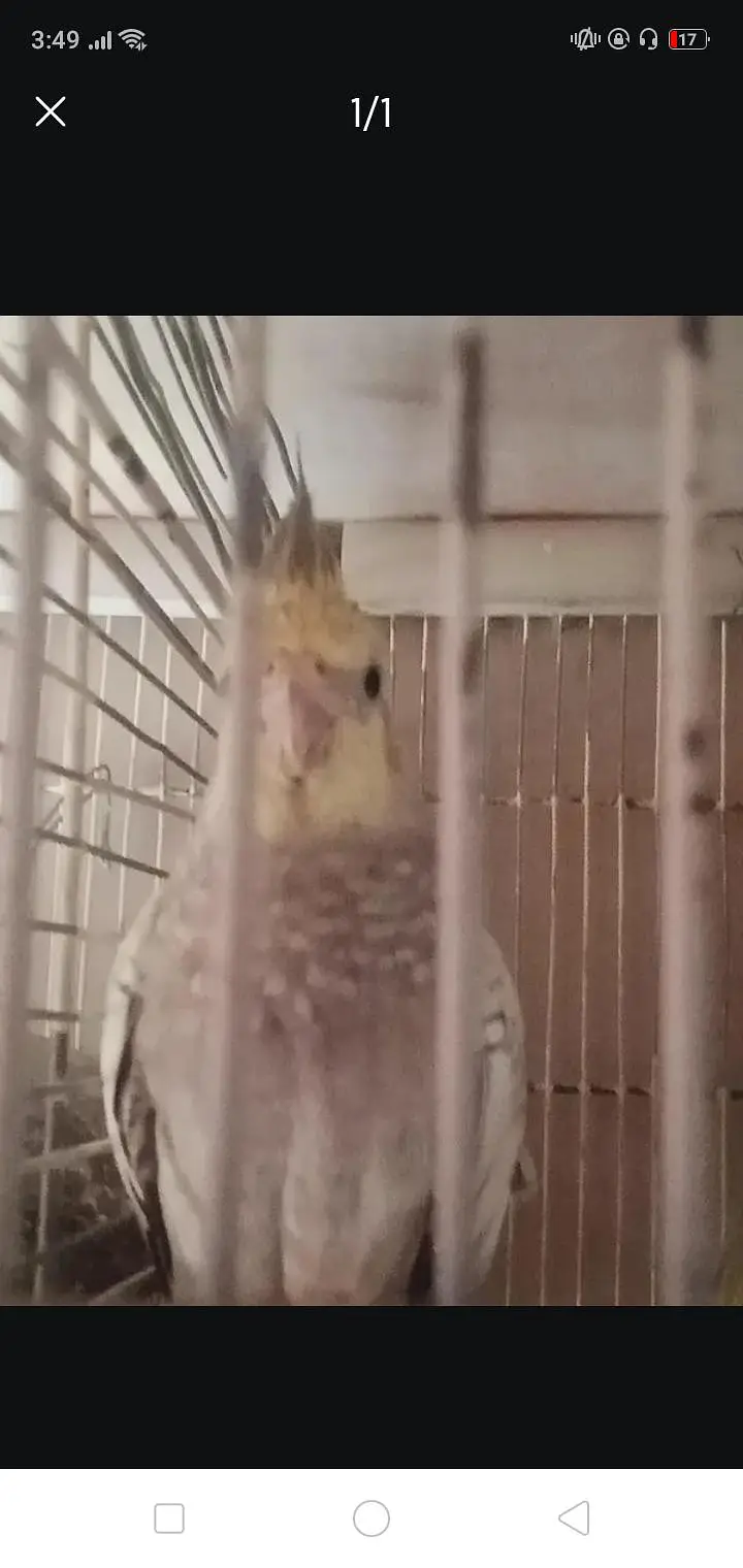 Parrots | lovebirds | cocktails | Birds For Sale