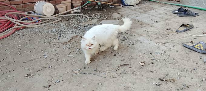persian cat