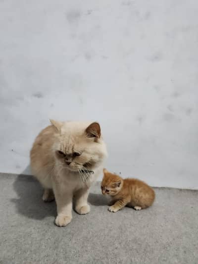 persian kitten