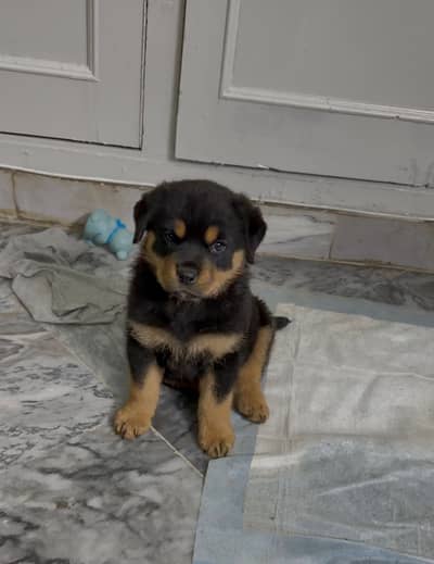 Pure Rotweiller puppy