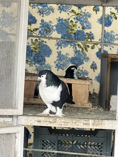 Sale pigeons And exchange