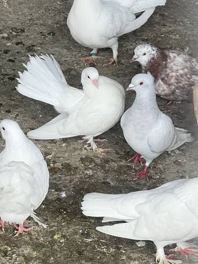 Sale pigeons And exchange