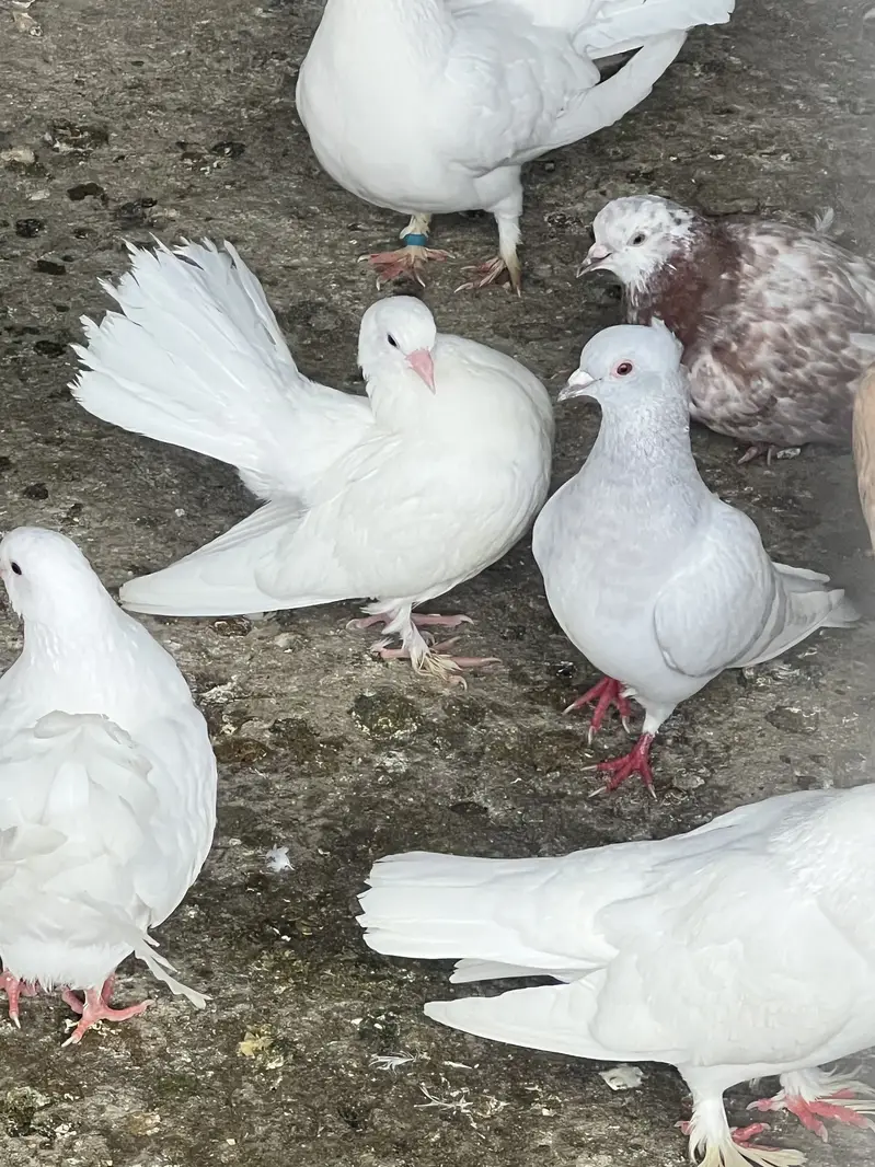 Sale pigeons And exchange
