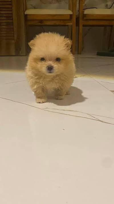 Pomeranian female pup available for sale