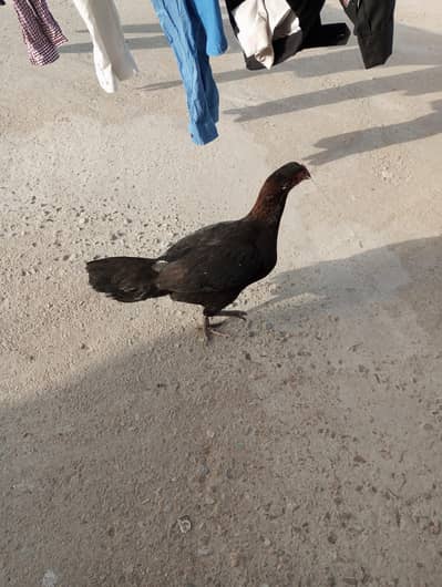 Aseel Murgi Original Breed