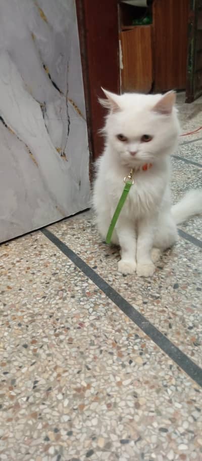 Persian Female cat