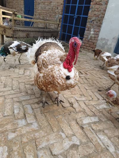 Golden turky brdair male for sale halthy active